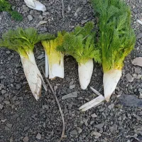 جاشیر کوهی اعلا