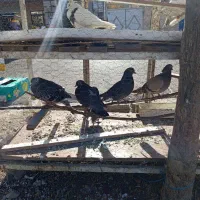 کبوتر همه رقم حراجی جمعه|پرنده|فردیس, شهرک شهید حسینی|دیوار