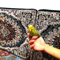 یک جفت مرغ عشق اصیل انگلیسی