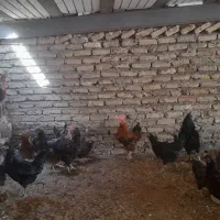 تخم مرغ نطفه دار گلین ریشو و خالدار