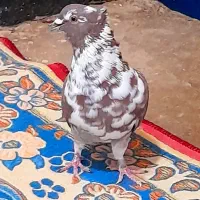 کبوتر|پرنده|یاسوج, |دیوار