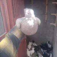 کفتر|پرنده|راین, |دیوار