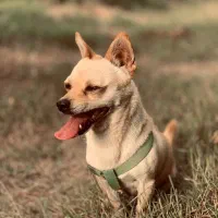 فروش نژاد های شیواوا و پامر اشپیتز هردو نر|سگ|سورک, |دیوار