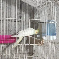 عروس هلندی و مرغ مینا فروشی