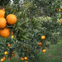 کارگر