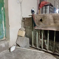 دوجفت نفش ورنگی|پرنده|شوشتر, |دیوار