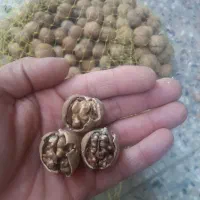 گردو پرچرب سامان