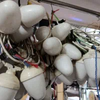 اجاره ریسه بلوطی هفت رنگ