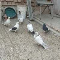 1.500.000|پرنده|کاشان, صفی آباد|دیوار