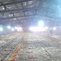 استخدام کارگر جهت کار در مرغداری گوشتی