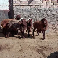 4عددبره ماده هتروسبک وزن