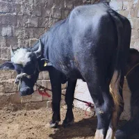 گاومیش نر|حیوانات مزرعه|محمدبار, |دیوار