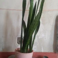 گل طبیعی سانسوریا
