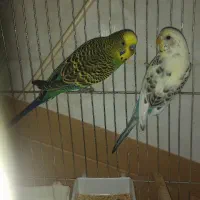 مرغ عشق کارداده