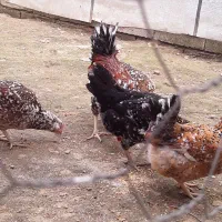 تخم مرغ گلین ۷رنگ خالدار اصیل|حیوانات مزرعه|آمل, |دیوار