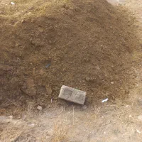 کودگوسفندی