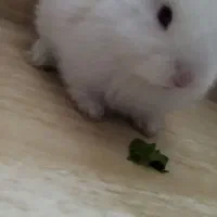 بچه خرگوش|موش و خرگوش|سنندج, |دیوار