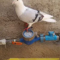 شو ابی و تعدادی انتیک