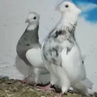 کبوتر رنگی گردن|پرنده|دینور, |دیوار