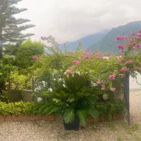 رهن کامل باغ ویلای بزرگ ز ویو جنگل