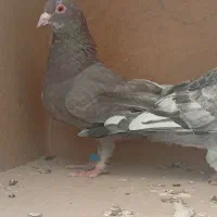 دوعدد تعبیدی