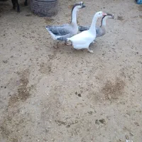 سه عدد قو غاز دو ماده یک نر