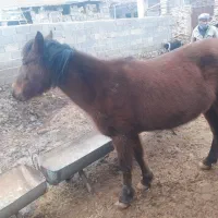 اسب گلگی آبستن فروشی