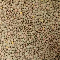 عدس ریز و درشت