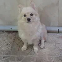 سگ پامراشپیتز