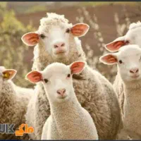 عرضه قلمابی گوسفند زنده درجه ۱