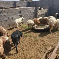 بره نر و ماده و میش|حیوانات مزرعه|آیسک, |دیوار