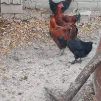 فروش مرغ و خروس محلی اصیل