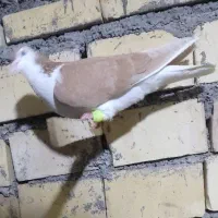 پرنده|پرنده|خرمشهر, |دیوار