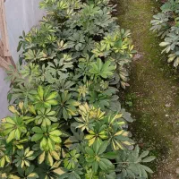 فروش ویژه شفلرا ابلق سطل سه|گل و گیاه طبیعی|کوچصفهان, |دیوار