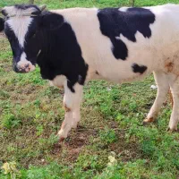 لیشه هلشتاین اصیل|حیوانات مزرعه|آستانه اشرفیه, |دیوار