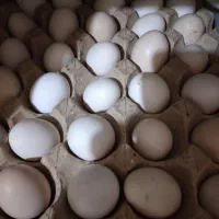 تخم مرغ محلی
