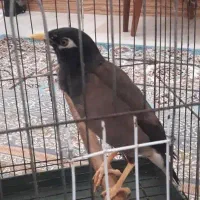 مرغ مینا سخنگو،خیلی حرف میزنه