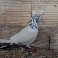 کبوتر پاکستانی