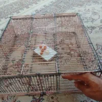 از بین بردن موش،راسو.و سمپاشی ،تله موش|خدمات نظافت|سنندج, |دیوار