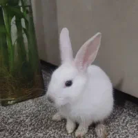 خرگوش مینیاتوری