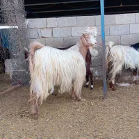 بز ابستن|حیوانات مزرعه|برازجان, |دیوار