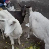 بز های سانن الپاین ماده|حیوانات مزرعه|خسروشاه, |دیوار