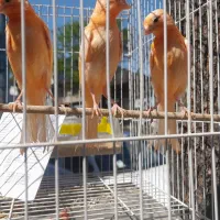 قناری قرمز اصل کمیاب