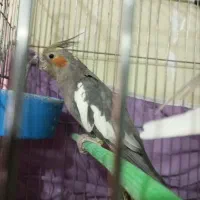 عروس هلندی ماده