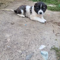 توله ماده آلابای