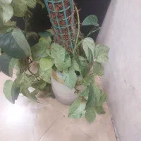 مغازه-در-حشمت