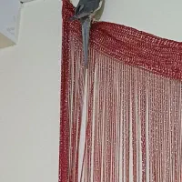 طوطی عروس هلندی