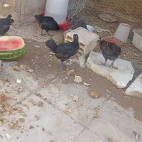 جوجه مرغ