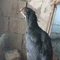 خروس‌‌محلی