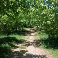 باغ و سوله مرغداری سند بنام